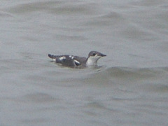 Long-billed Murrelet Long-billed Murrelet